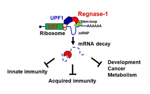 CAR-T療法創(chuàng)始人PNAS發(fā)文：實(shí)體腫瘤治療曙光出現(xiàn)？利用“組合拳”幫助T細(xì)胞