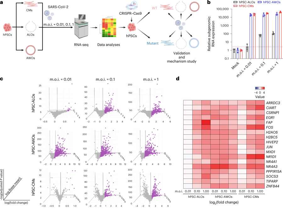 用于識別與SARS-CoV-2感染相關(guān)基因的多類器官平臺