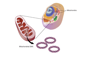 研究發(fā)現(xiàn)，這種“升級版”輔酶Q10能逆轉(zhuǎn)HIV引起的器官損傷