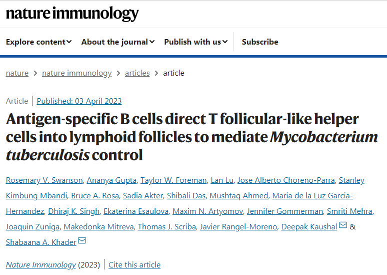 芝加哥大學(xué)和圣路易斯華盛頓大學(xué)的科學(xué)家們表明免疫細(xì)胞B細(xì)胞在免疫過(guò)程中的作用