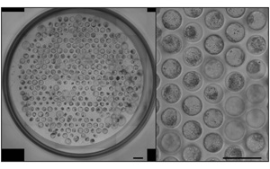 《Nature Protocols》：新突破！能夠模擬人類胚胎植入的模型