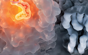 免疫系統(tǒng)絕非隨機針對病毒蛋白位點產(chǎn)生抗體：到底什么決定了公共抗體反應(yīng)？