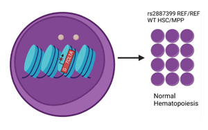 Nature：血癌可以預防，關鍵在這個靶點