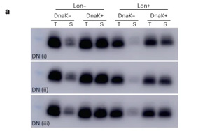 新生蛋白質(zhì)和隨機產(chǎn)生的蛋白質(zhì)有什么不同？