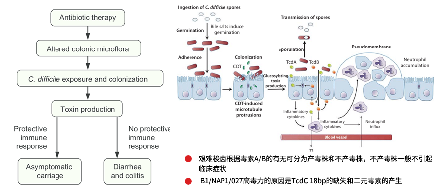 艱難梭菌感染致病機(jī)理