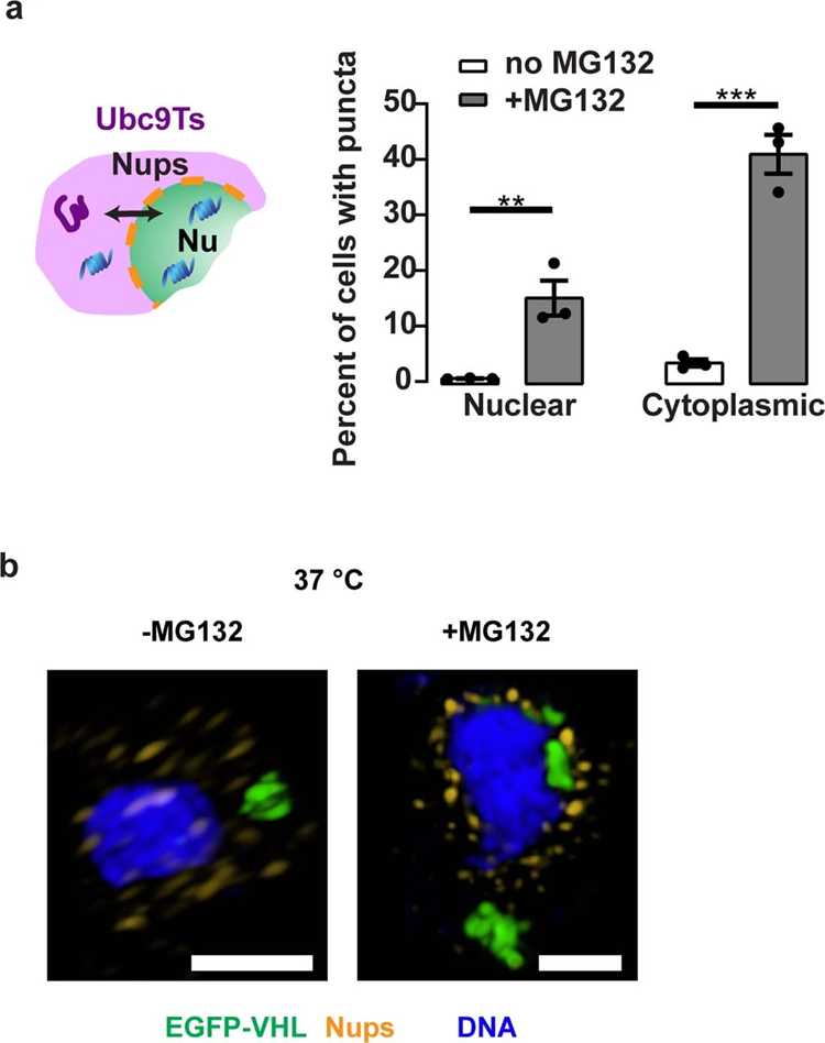 阻斷核質(zhì)轉(zhuǎn)運(yùn)對(duì)Ubc9Ts清除的影響