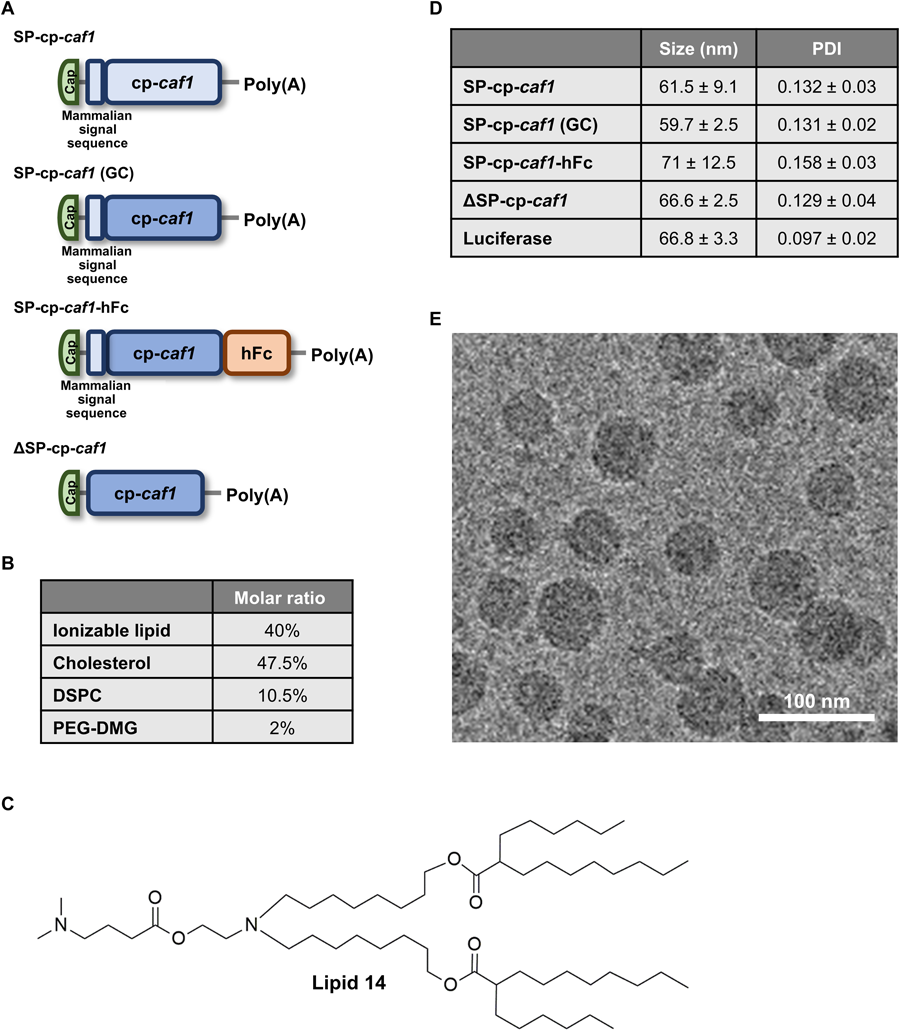 整個(gè)研究中使用的mRNA-LNPs制劑的結(jié)構(gòu)設(shè)計(jì)、物理化學(xué)特性以及SP-cp-caf1 mRNA-LNPs引起的免疫反應(yīng)