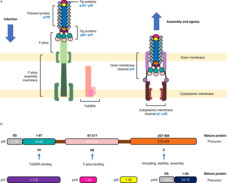 噬菌體感染、排出和包含噬菌體衣殼的蛋白質(zhì)的示意圖