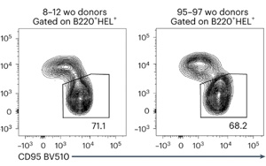 “丟失”的免疫細(xì)胞是老年人疫苗反應(yīng)降低的部分原因