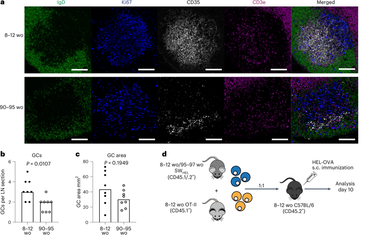 老年小鼠的GC反應(yīng)及其輸出減弱