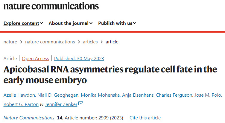 研究人員利用創(chuàng)新成像技術(shù)描述了哺乳動(dòng)物胚胎發(fā)育的關(guān)鍵時(shí)刻