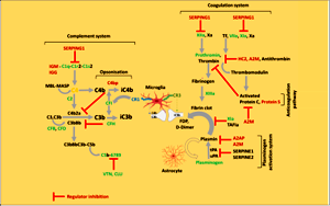 顛覆認(rèn)知！人類緩解重癥新冠肺炎的新靶點(diǎn)，“一不留神”或?qū)⒄T發(fā)精神病