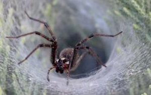 救人“蛛”“心”！研究揭示：蜘蛛致命毒液或可治療心血管疾病，全球“頭號(hào)殺手”有了“勁敵”