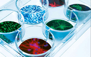 有木有增加蛋白表達(dá)量的轉(zhuǎn)染試劑？ ——試試Seebio?小西家的陽離子聚合物PEI