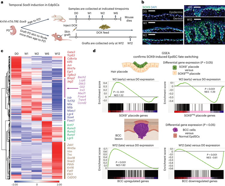 持續(xù)的SOX9再激活使表皮沉默，同時(shí)激活毛囊，隨后導(dǎo)致BCC死亡