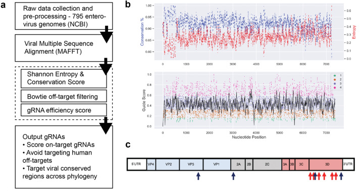 CRISPR-CasRx-gRNA設(shè)計(jì)策略在細(xì)胞中產(chǎn)生具有強(qiáng)效和特異性抗病毒活性的gRNA