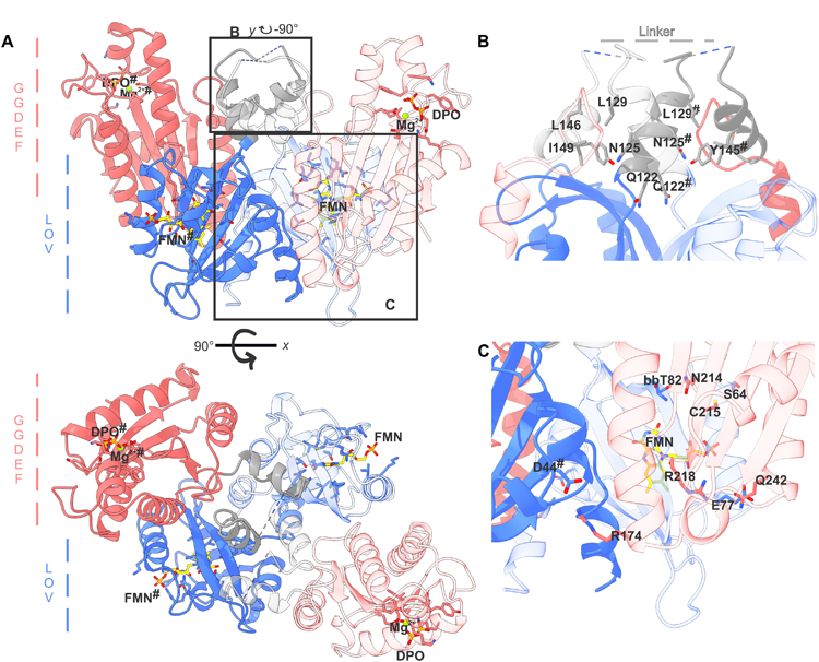 MsLadC二聚體在其暗適應(yīng)狀態(tài)下的晶體結(jié)構(gòu)