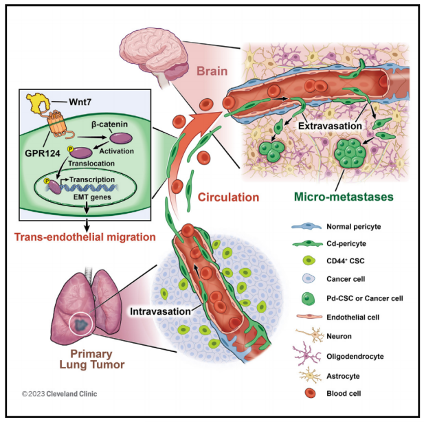 機(jī)理模式圖