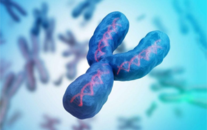 最后一塊拼圖，人類(lèi)Y染色體的完整序列首次公布