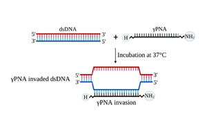 NAR：新的基因編輯技術(shù)為精確治療提供了途徑