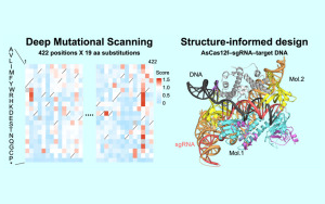《Cell》基因編輯的突破:基于AsCas12f的10倍效率基因組編輯工具