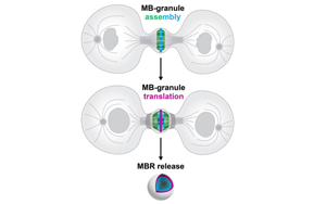 Cell子刊：細(xì)胞分裂的結(jié)果并非只是兩個(gè)子細(xì)胞，其殘余是導(dǎo)致癌癥擴(kuò)散的原因