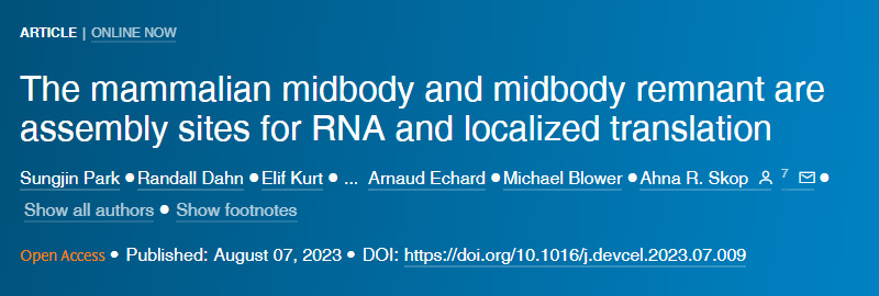 哺乳動物的中間體和中間體殘余是RNA和定位翻譯的組裝位點(diǎn)