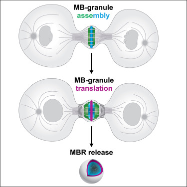 中間體顆粒的組裝，翻譯和釋放過程