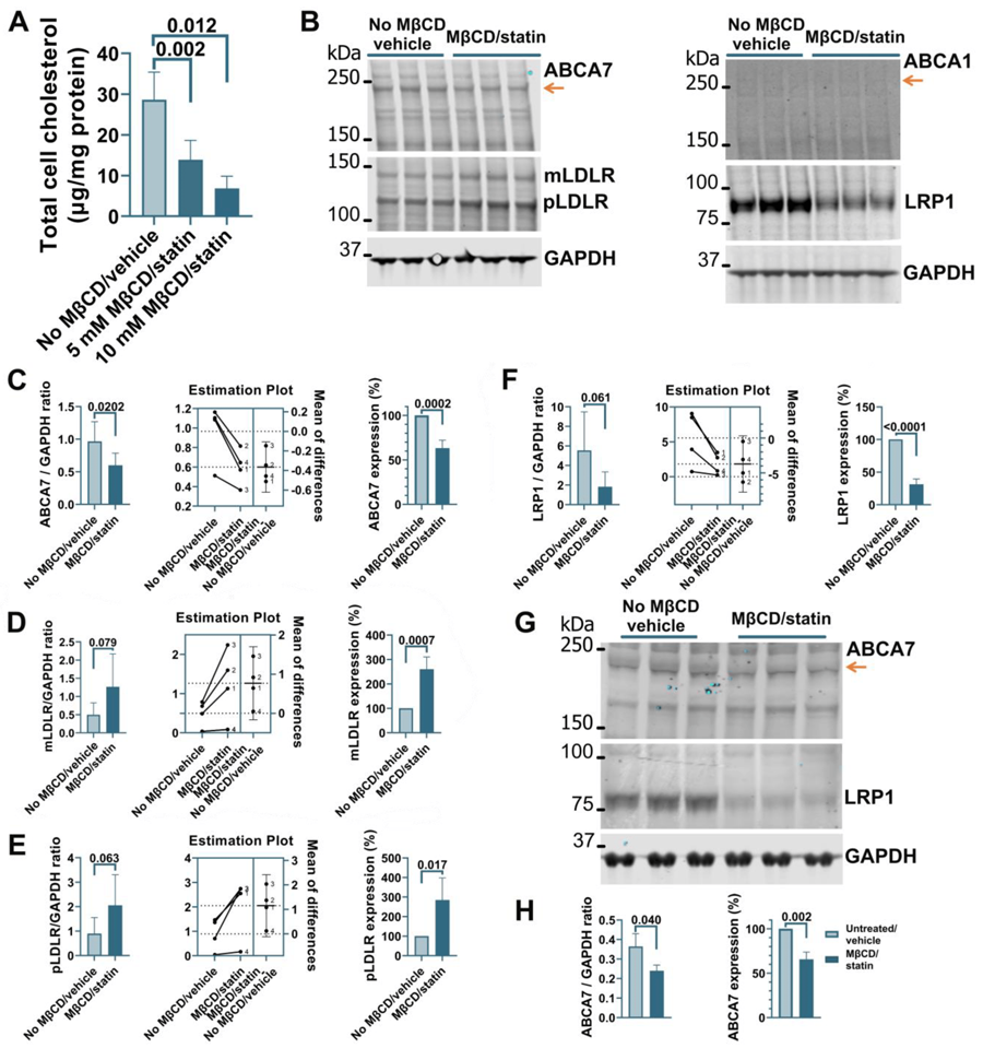 ABCA1在未處理的HMC3細(xì)胞中的表達(dá)非常低