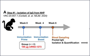 南京新冠感染者多為疫苗接種者，兩大頂刊揭示：為何疫苗防不住病毒？