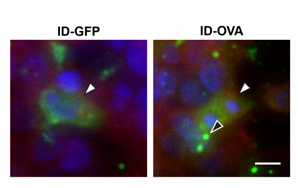 普通疫苗有潛力用于對(duì)抗癌癥