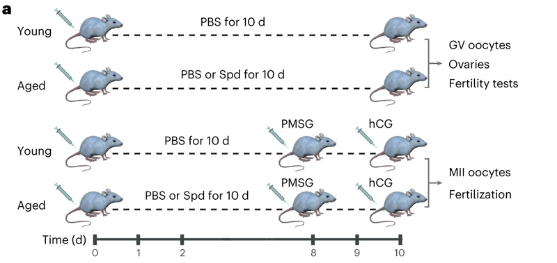 補充亞精胺對衰老小鼠卵巢亞精胺水平、卵泡發(fā)育和雌性生育能力的影響
