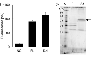 在酵母細(xì)胞中恢復(fù)人類細(xì)胞表面蛋白的功能