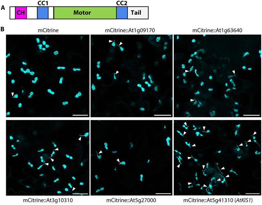 具有鈣調(diào)蛋白同源結(jié)構(gòu)域At5g41310的擬南芥驅(qū)動蛋白的過表達(dá)誘導(dǎo)組成型stromule的形成。