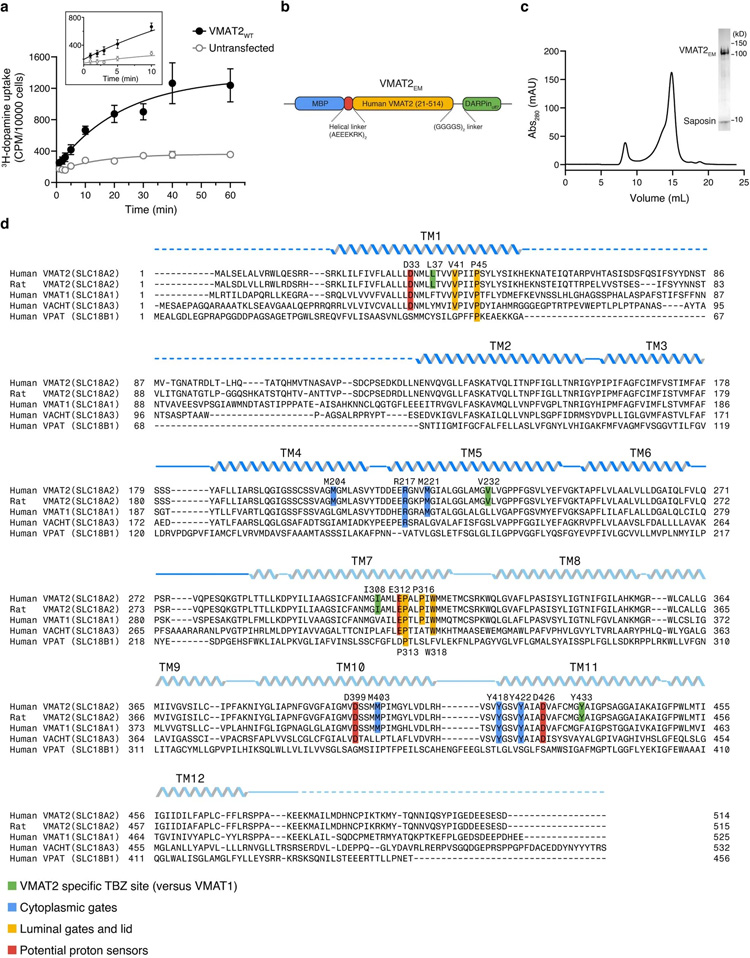 VMAT2的結(jié)構(gòu)設(shè)計和序列比對