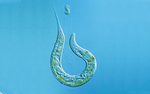 Nature揭示：“排毒”真的很重要！有的蟲全面開啟“排毒模式”后，生生延壽21%