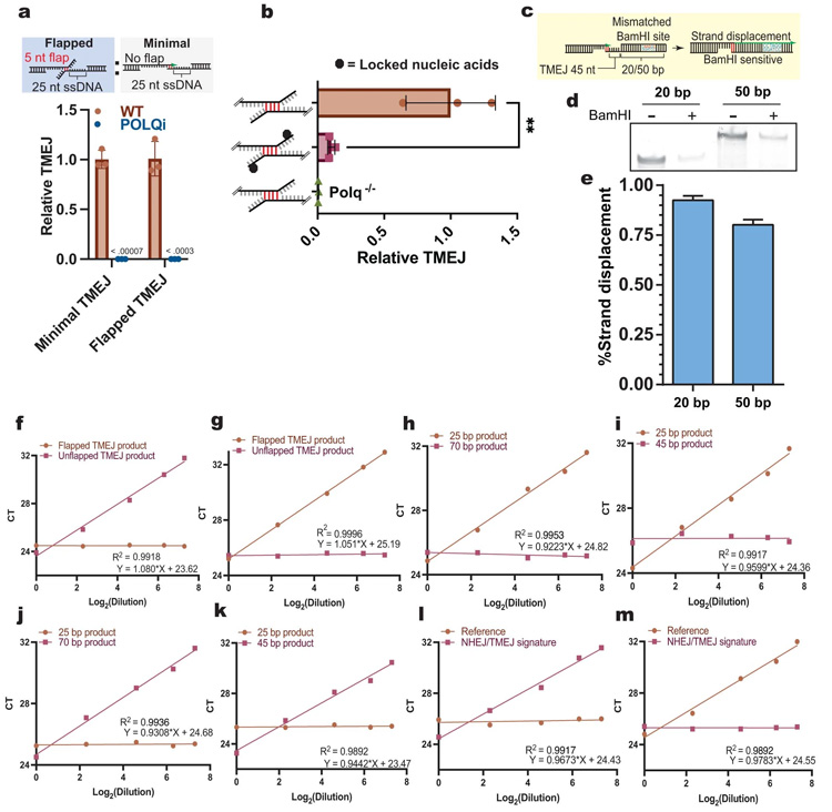 TMEJ的基本機(jī)制和驗(yàn)證
