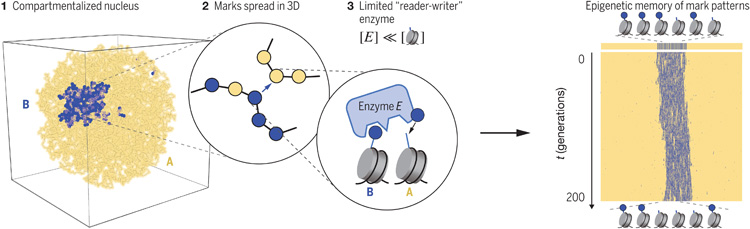 我們的染色質(zhì)及其在細胞周期中的動力學模型揭示了穩(wěn)定表觀遺傳記憶的三個關鍵要素