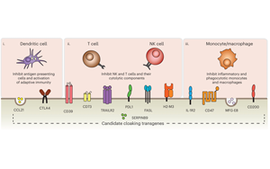Nature子刊：免排斥！科學家創(chuàng)造了“隱形”供體細胞和組織移植物