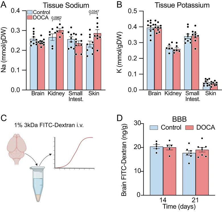由脫氧皮質(zhì)酮（DOCA)鹽引發(fā)高血壓21天時(shí)的生理參數(shù)
