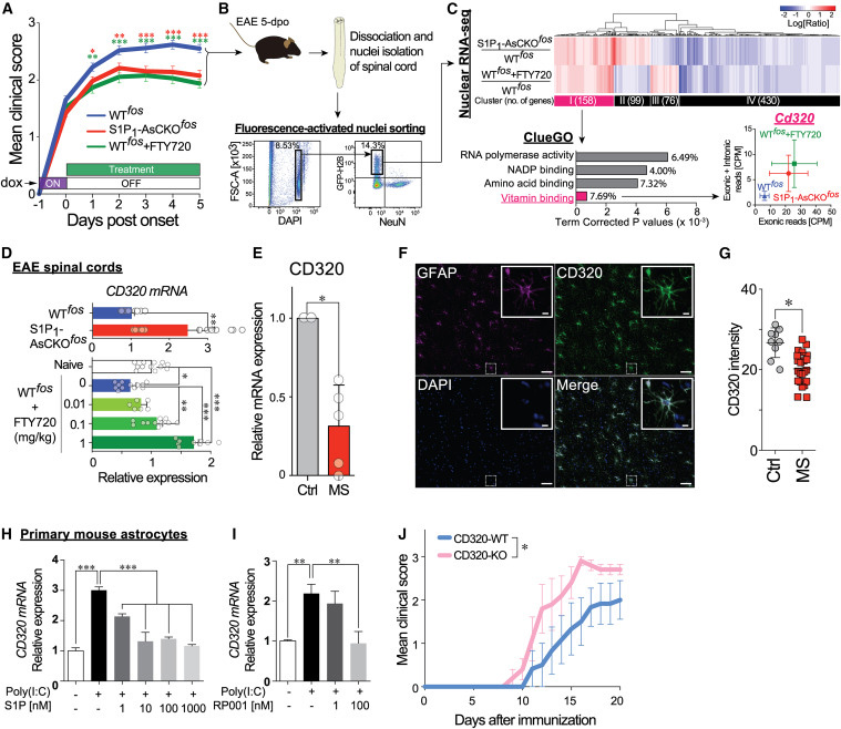 
FTY720 restores CD320 expression that is downregulated in EAE and MS lesions and is essential for protecting against neuroinflammation
FTY720恢復(fù)CD320的表達(dá)，CD320在EAE和MS病變中下調(diào)，對(duì)預(yù)防神經(jīng)炎癥至關(guān)重要