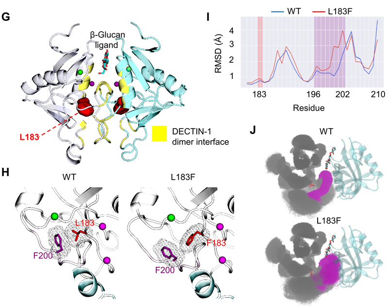 CTLA4和CLEC7A/DECTIN-1變體的鑒定