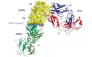 《Nature》竟然是胎兒分泌的激素導(dǎo)致孕吐？