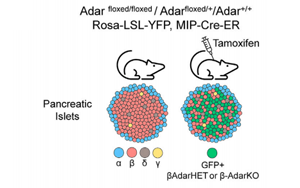 1型糖尿病新模型:RNA編輯破壞模擬沒有病毒參與的早期疾病