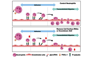 《Cell》身體發(fā)炎，究竟是誰負(fù)責(zé)精準(zhǔn)地招募中性粒細(xì)胞？