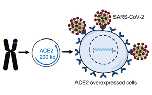 科學(xué)家在小鼠細胞中制造新冠病毒受體蛋白