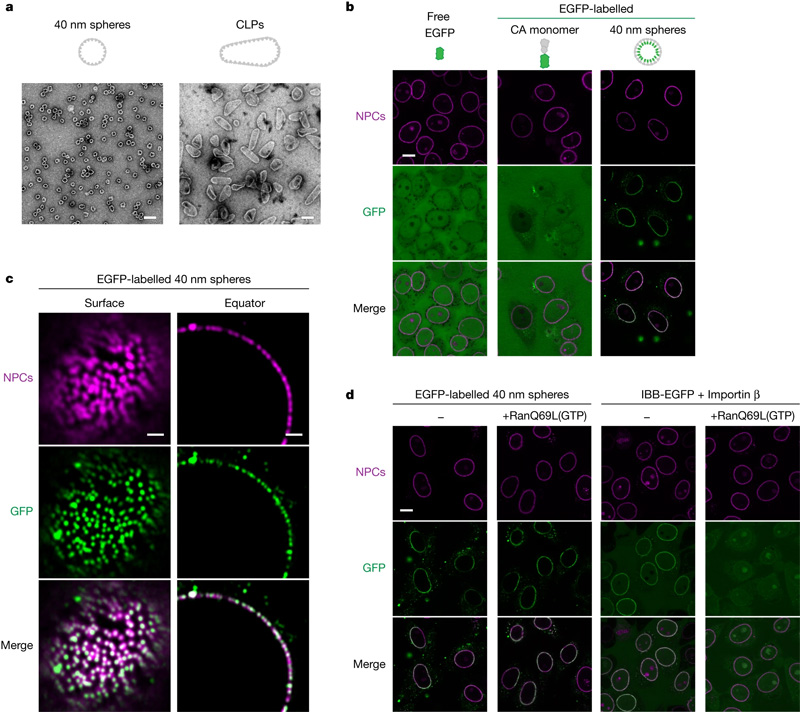 HIV-1衣殼物種對NPC的自主靶向