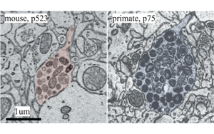 大腦什么時候長大?新發(fā)現(xiàn)震驚神經(jīng)科學(xué)家