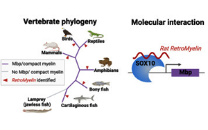 Cell：逆轉(zhuǎn)錄病毒在大腦進化中發(fā)揮了關(guān)鍵作用