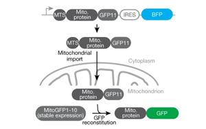 《Nature》重新定義癡呆癥治療，UCB科學家有了新突破